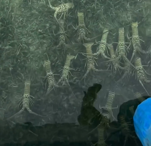 Langostas de Cuba invaden las aguas de Florida