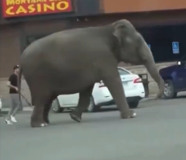 VIDEO: Elefante de circo en calles de Montana