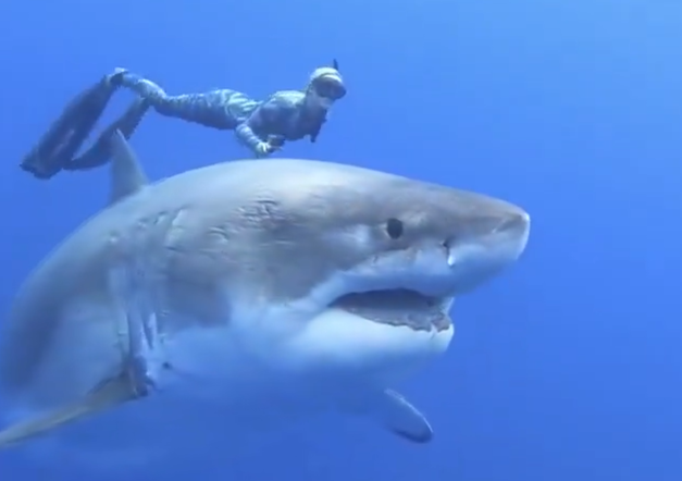 VIDEO: Buceadora hawaiana nada junto al tiburón blanco más grande jamás registrado