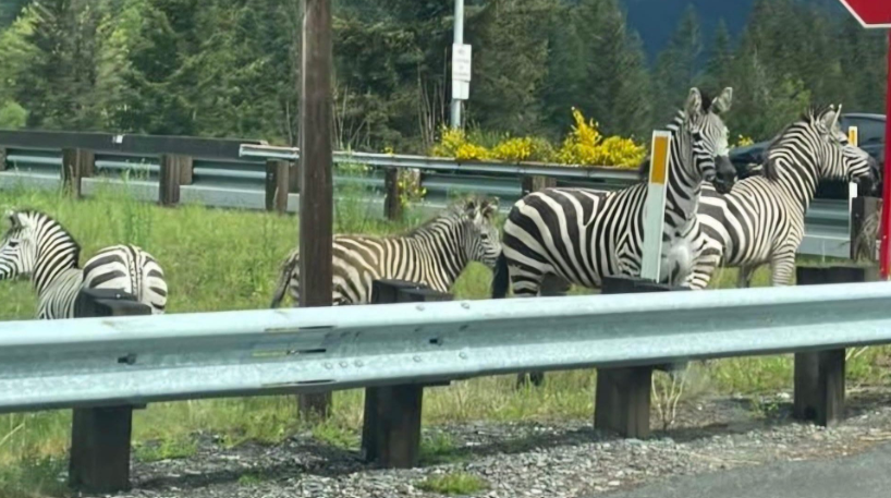 VIDEO: Cebras sueltas provocan caos en North Bend, Washington