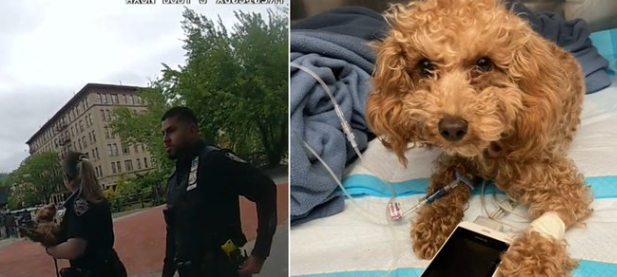 Oficial de policía de Nueva York rescata a mini caniche arrojado desde una cornisa