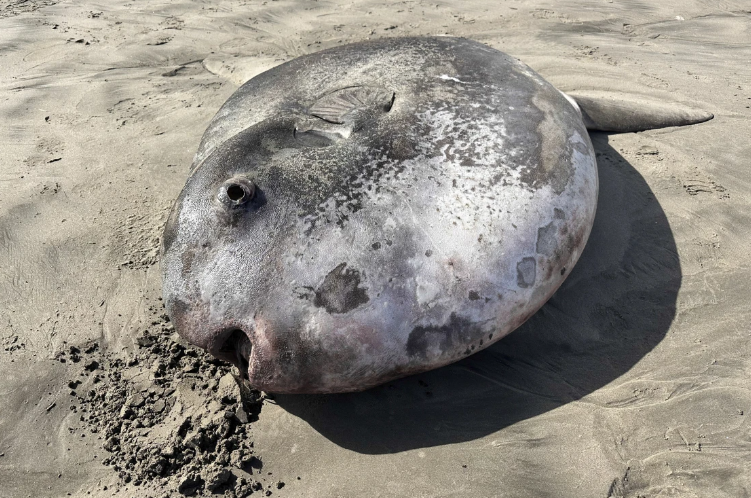 Pez luna gigante encontrado en la costa de Oregón