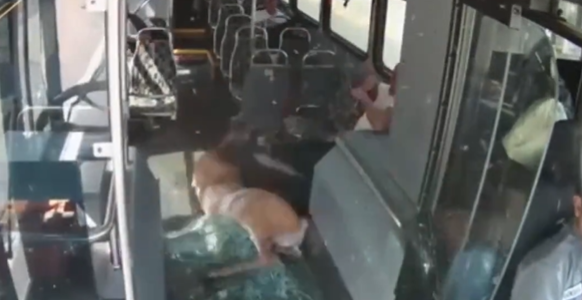 Ciervo hiere a pasajeros y muere tras impactar autobús en Rhode Island