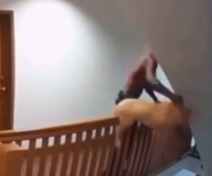 Hombre arroja a su cachorro por la escalera en Los Ángeles