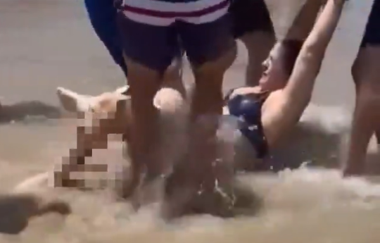 Ataques de tiburones en South Padre Island durante el 4 de julio