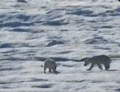 Implacable ley de la naturaleza: oso polar ataca a su cría