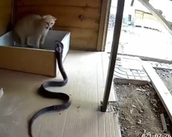 Gato protagoniza sorpresivo enfrentamiento con serpiente: ¿instinto o defensa?