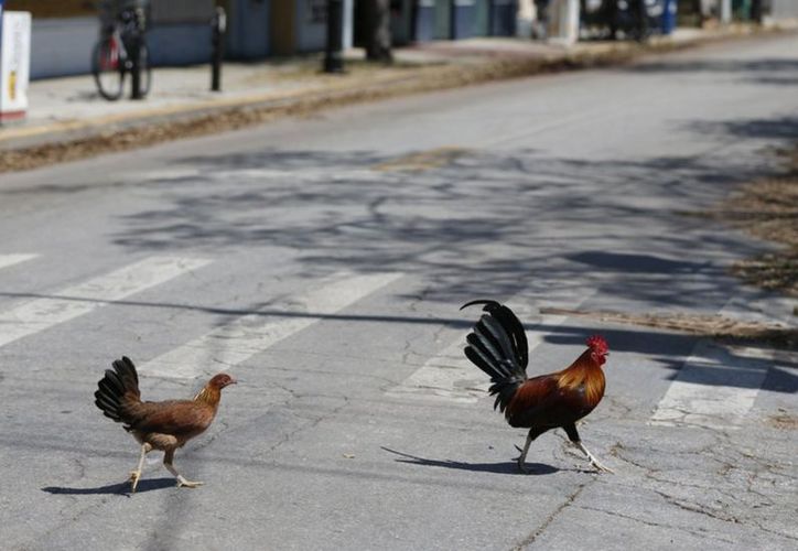 Gallos en las calles: Miami entre la tradición y el desorden urbano