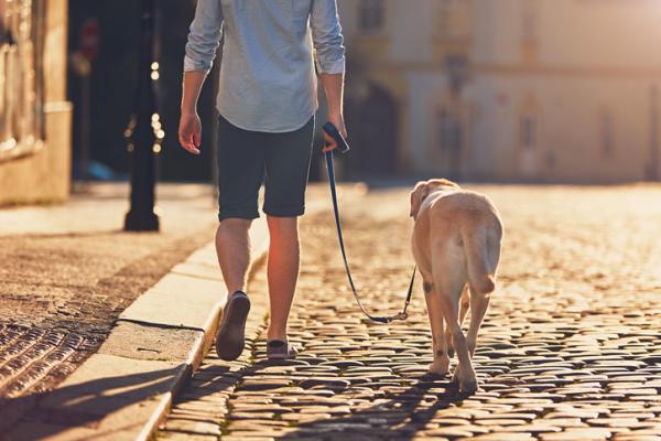 No es el paseo: lo que realmente hace feliz a un perro, según los veterinarios