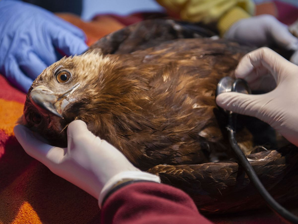 ¿Encontraste un animal silvestre herido? Esto es lo que debes hacer